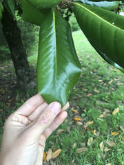 Magnolia grandiflora
