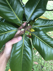 Magnolia grandiflora