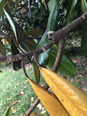 Magnolia grandiflora