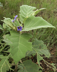 Solanum crinitum
