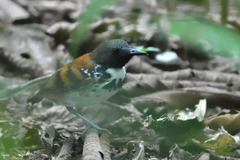 Hylophylax naevioides