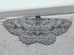 Psilosticha absorpta