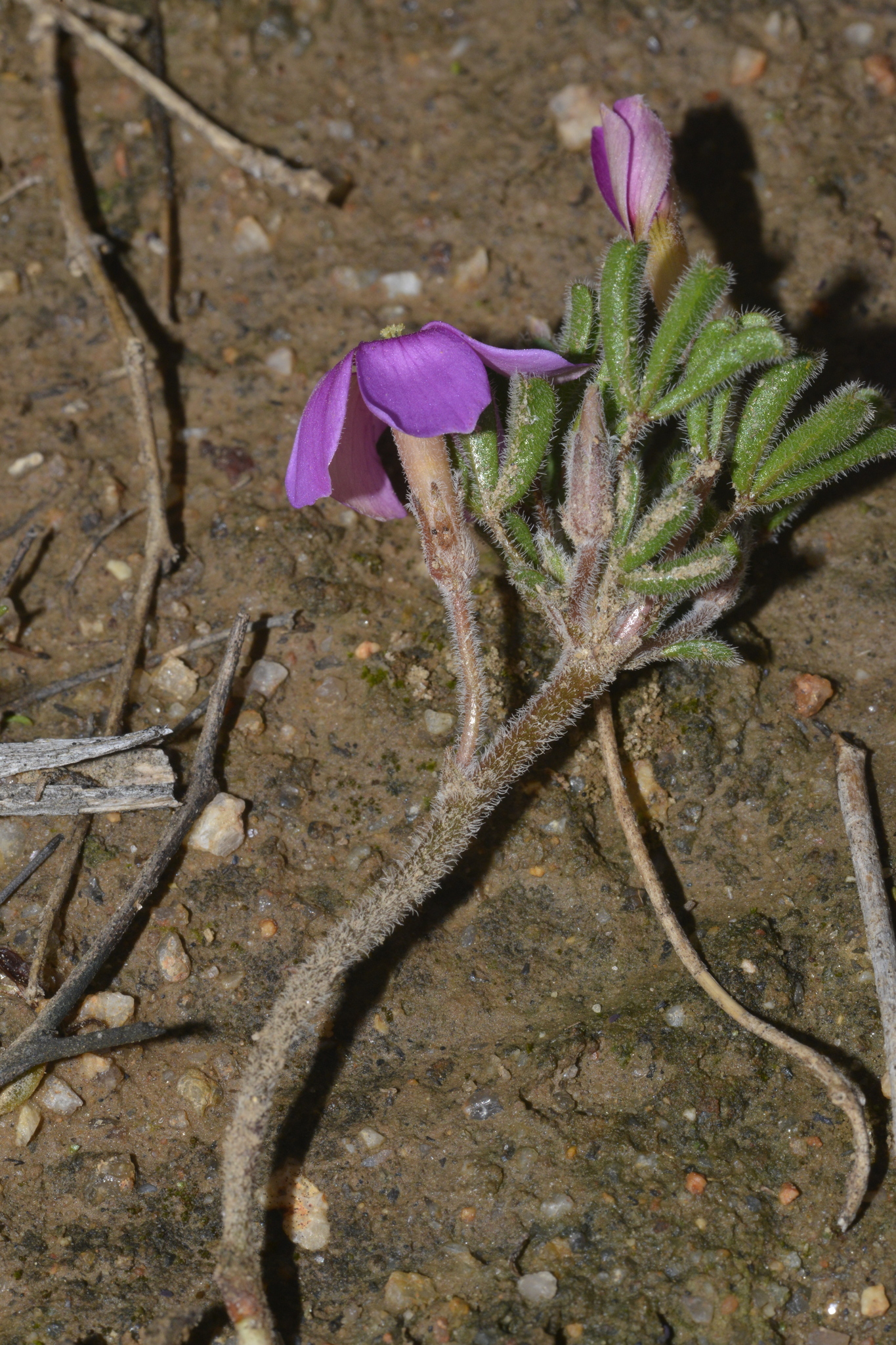 Oxalis linearis Jacq. 2