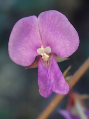 Desmodium rhytidophyllum