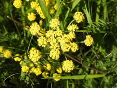 Lomatium triternatum