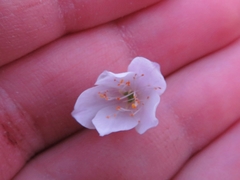 Thalictrum thalictroides