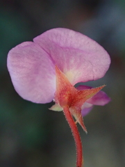 Desmodium rhytidophyllum