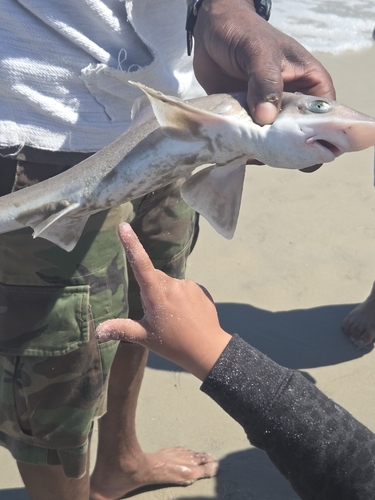 Dusky Smooth-hound photographed in Virginia