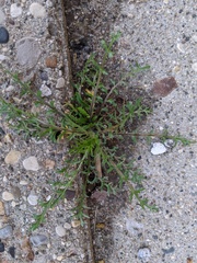 Lepidium ruderale