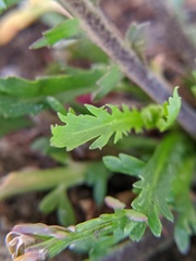 Lepidium ruderale