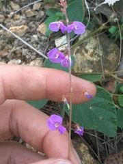 Desmodium rhytidophyllum