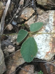 Desmodium rhytidophyllum