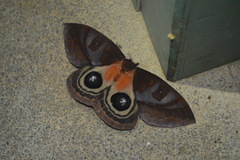 Automeris postalbida