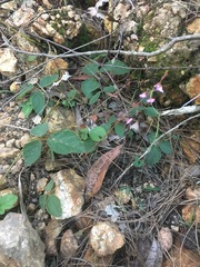 Desmodium rhytidophyllum