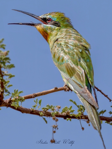 Blue-cheeked Bee-eater
