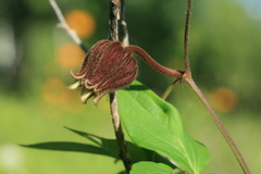 Clematis fusca