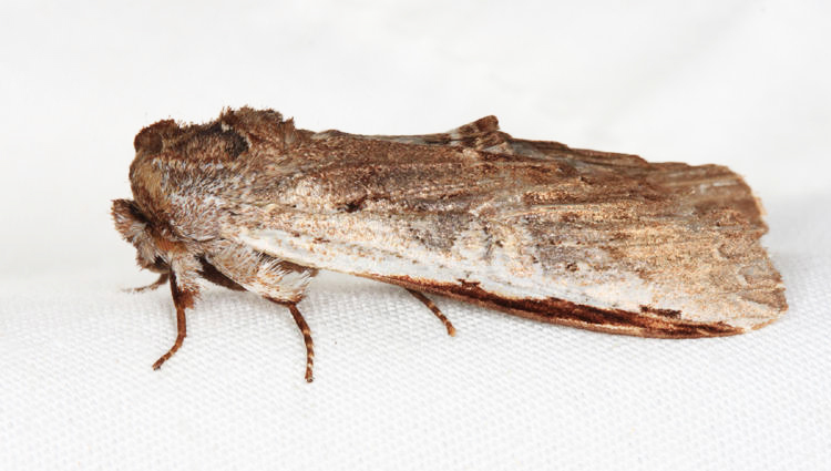 Lirimiris lignitecta