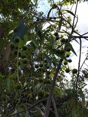 Prunus serotina capuli