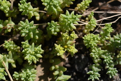 Sedum nuttallii