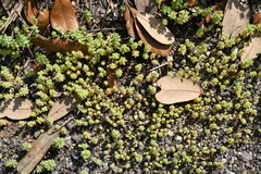 Sedum nuttallii