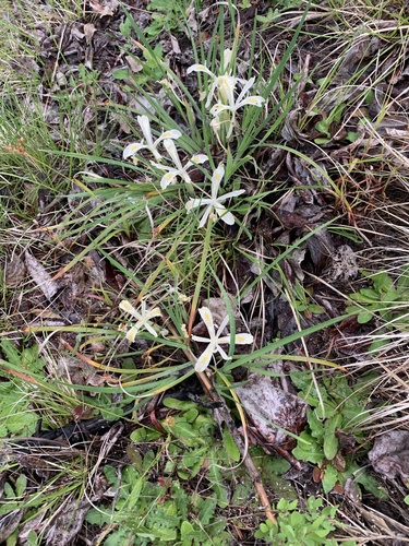 Iris chrysophylla, photograph 4