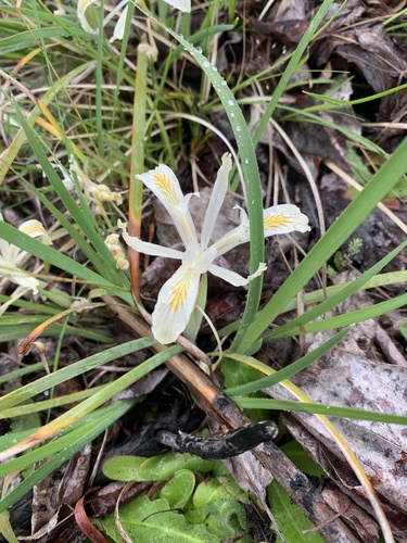 Iris chrysophylla, photograph 5