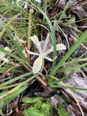Iris chrysophylla, photograph author not stated, no rights reserved