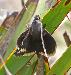 Megathymus yuccae