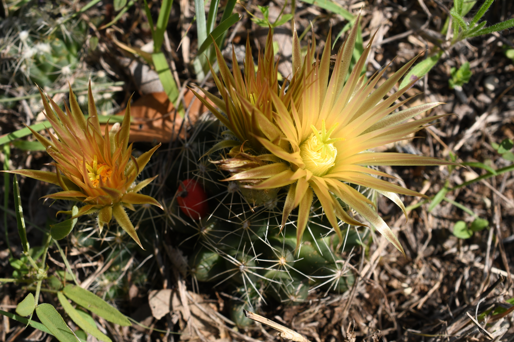 Escobaria missouriensis var. similis