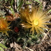 Escobaria missouriensis similis - Photo (c) Curren Frasch, algunos derechos reservados (CC BY-NC), subido por Curren Frasch