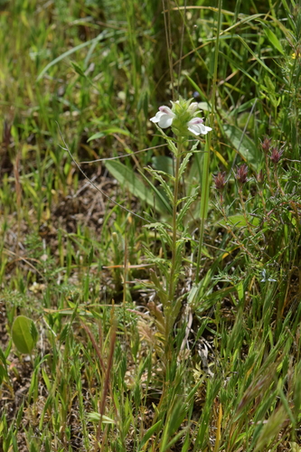 Mediterranean lineseed