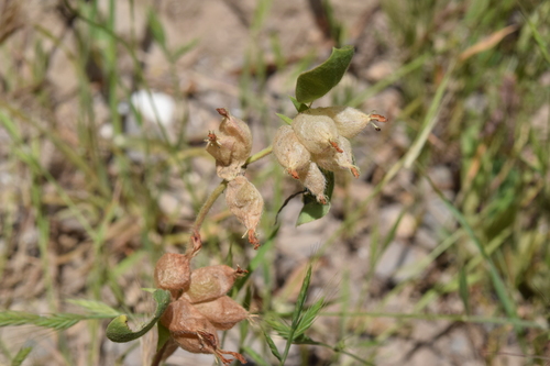 Bladder Vetch