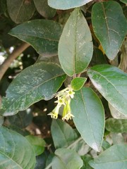 Cestrum tomentosum