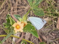 Elodina