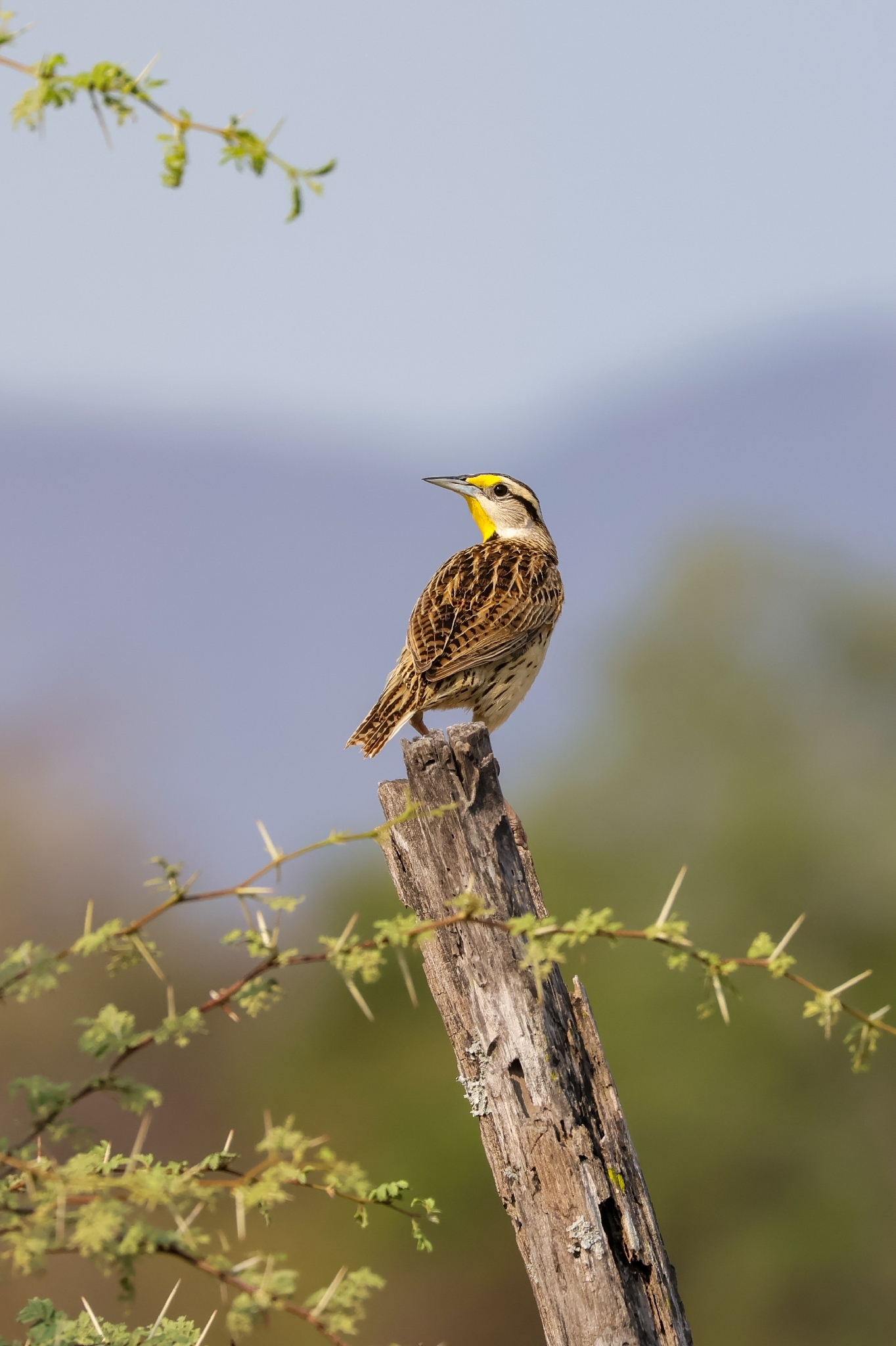 Chihuahuan Meadowlark (Sturnella lilianae), photo 6