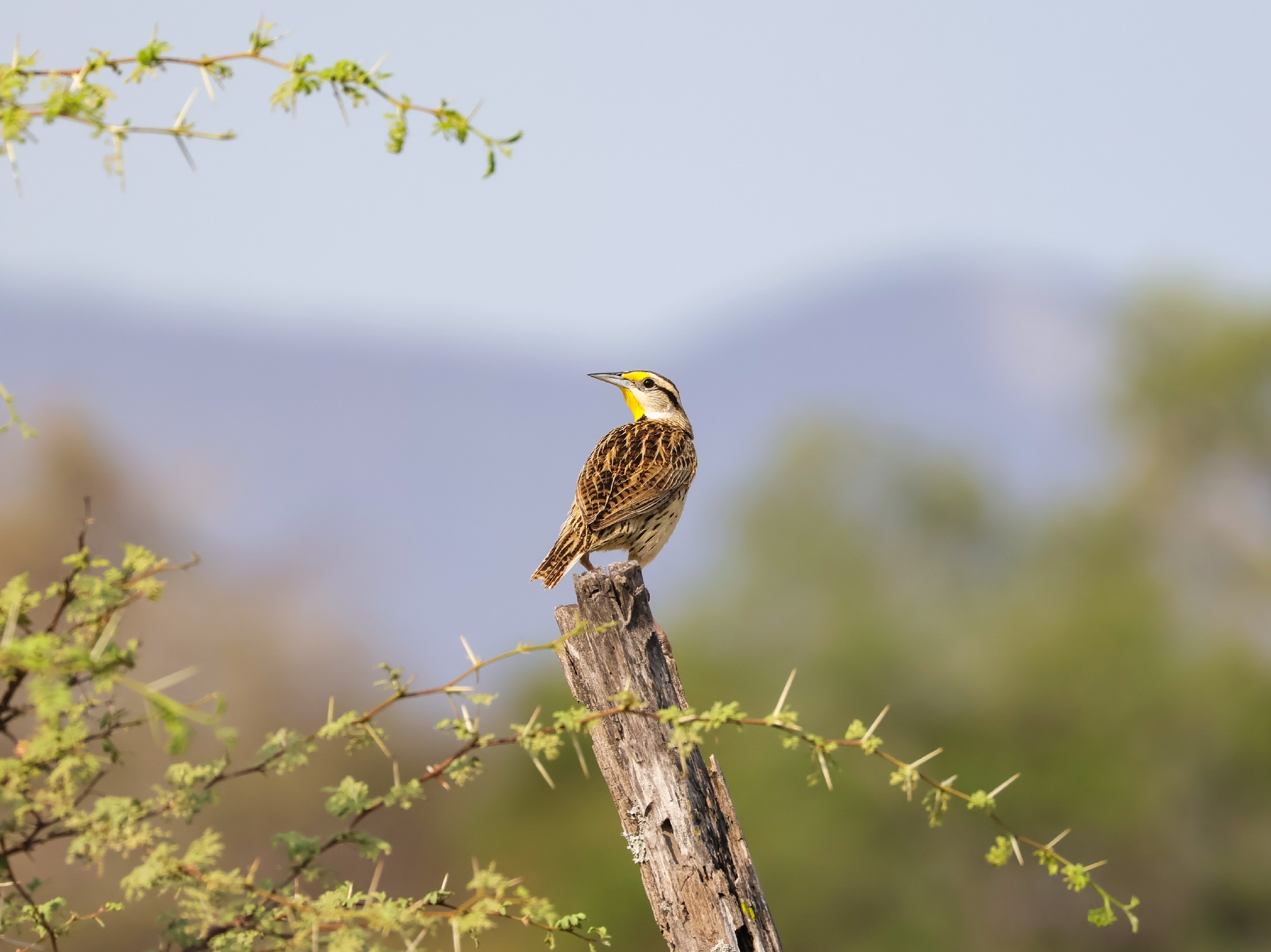 Chihuahuan Meadowlark (Sturnella lilianae), photo 7