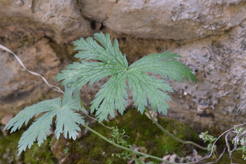 Geranium atlanticum
