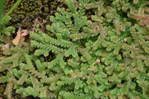 Mediterranean clubmoss