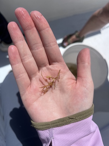 Sargassum natans observed 2026-05-16