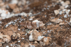 Qualetta maculata