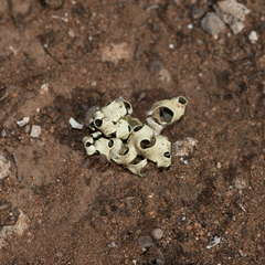 Xanthoparmelia semiviridis