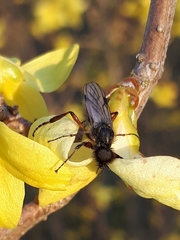 Bibio palliatus