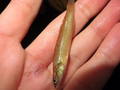 Percina phoxocephala