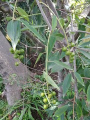 Prunus serotina capuli