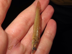 Percina phoxocephala