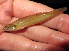 Percina phoxocephala