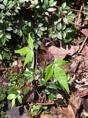 Bretschneidera sinensis