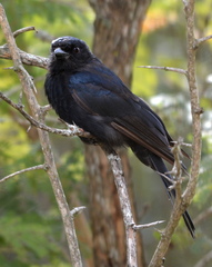 Dicrurus adsimilis fugax