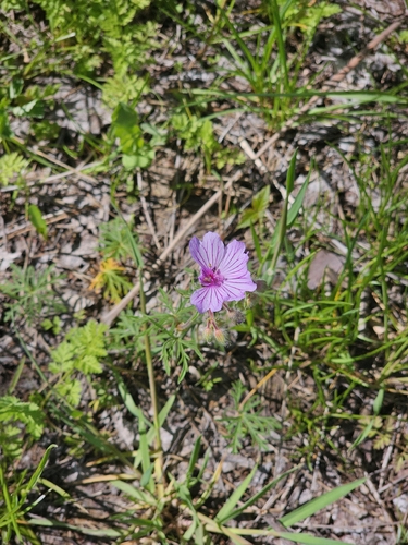 Geranium macrostylum