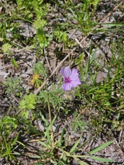 Geranium macrostylum, photograph author not stated, no rights reserved